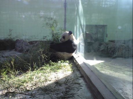 趣味は旅行。中国でパンダを観察 ♪